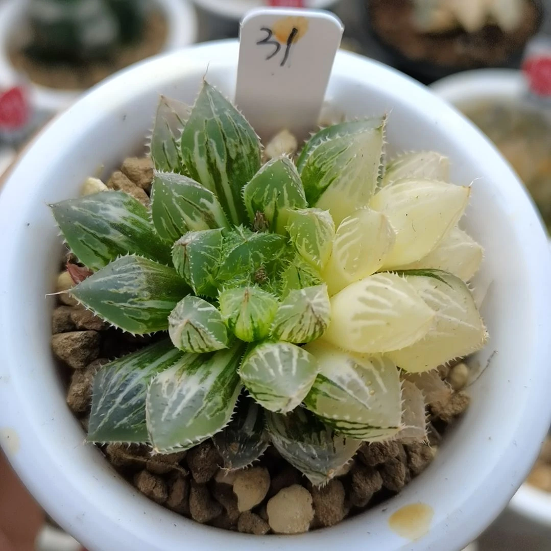 31号楼兰锦一物一拍带盆土发货