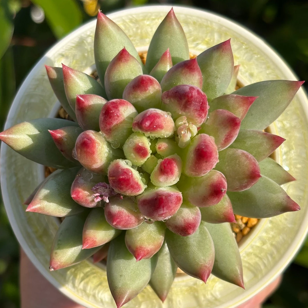 慢悠花房 岩字（二代虞美人）  阳台绿植园艺盆栽花卉庭院多肉植物