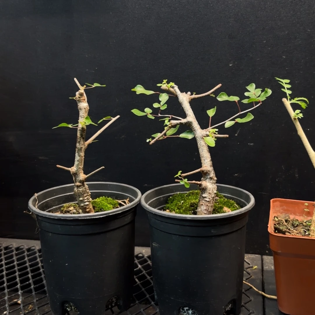 奥比克橄榄实生任挑