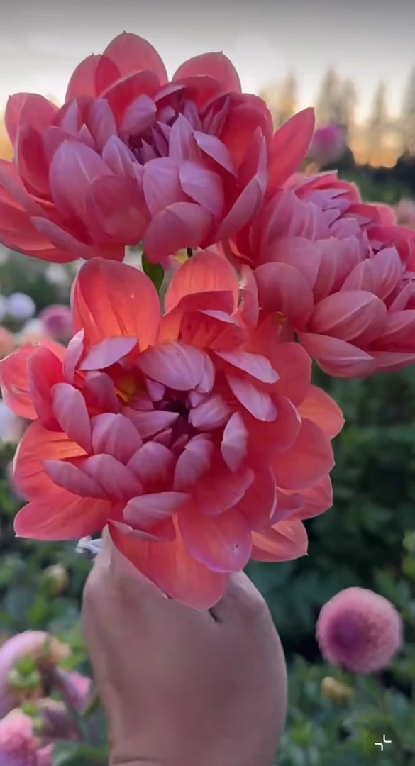 【白日梦】进口多年生种球地栽盆栽送肥料