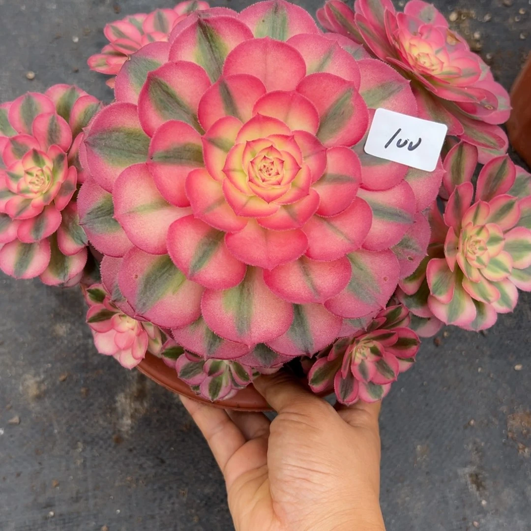 100倾城多肉植物系