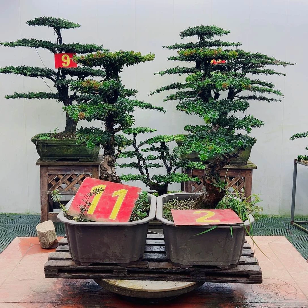 不开花植物罗汉松