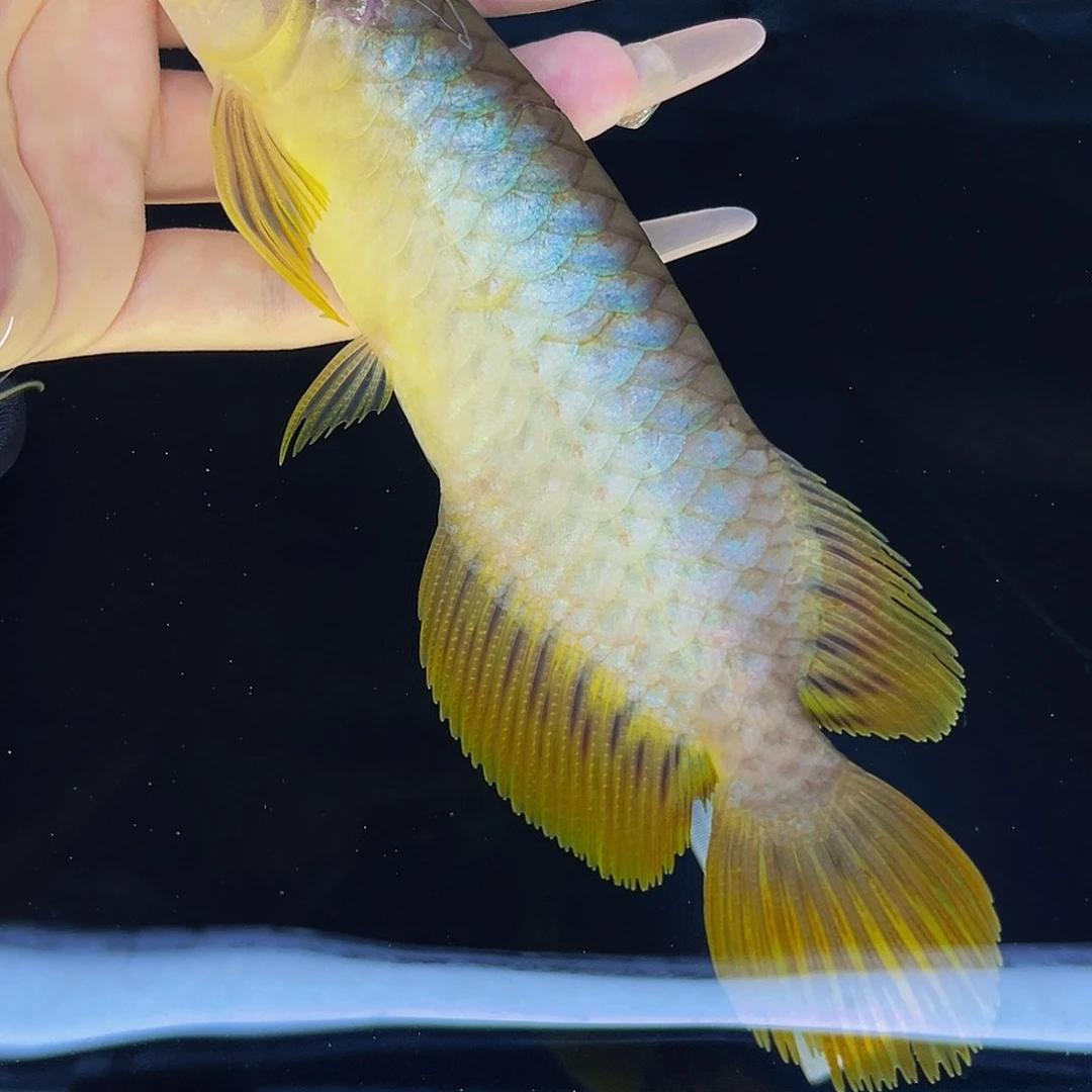 龙鱼蓝***洋金龙ghhhh