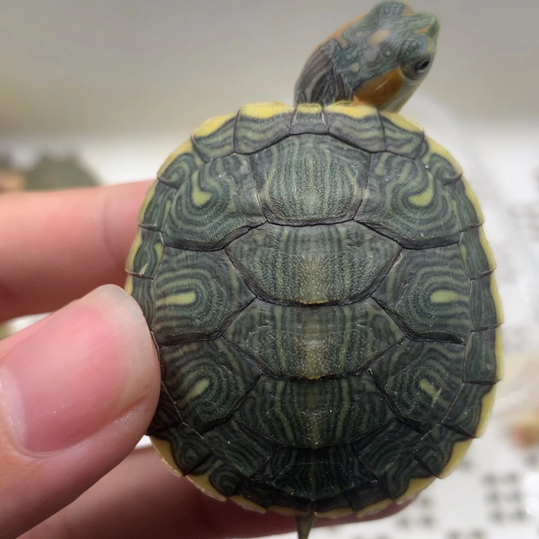 不分公母巴西彩龟