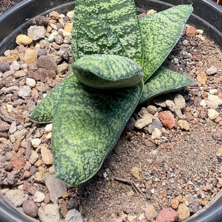 漫***生客户专拍一物一拍