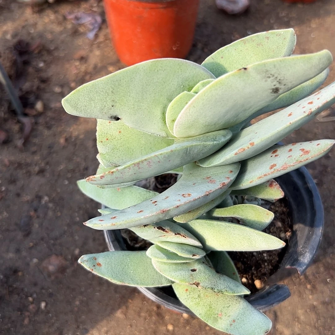 多肉植物神刀群生