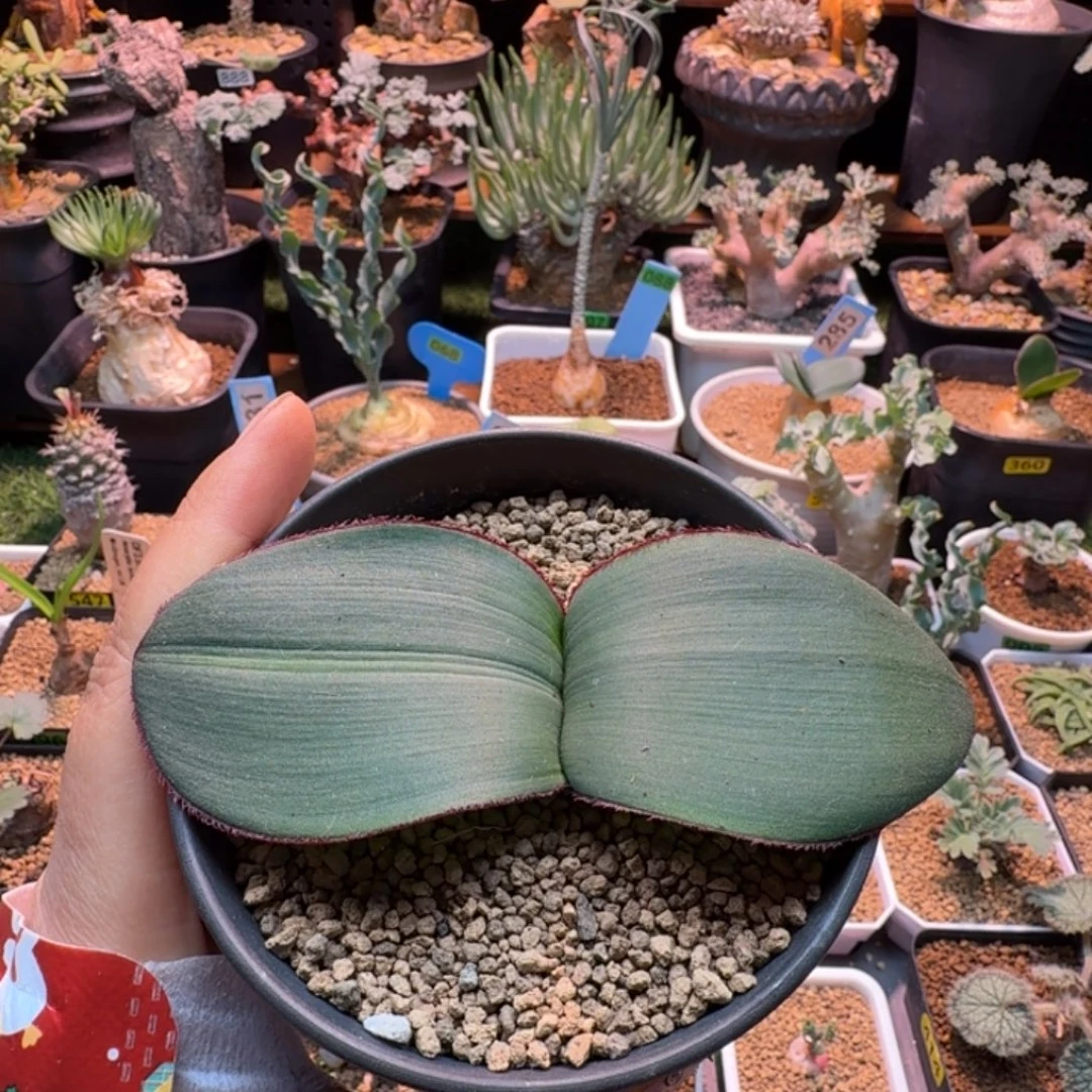 阔叶雪莲642 仙人球