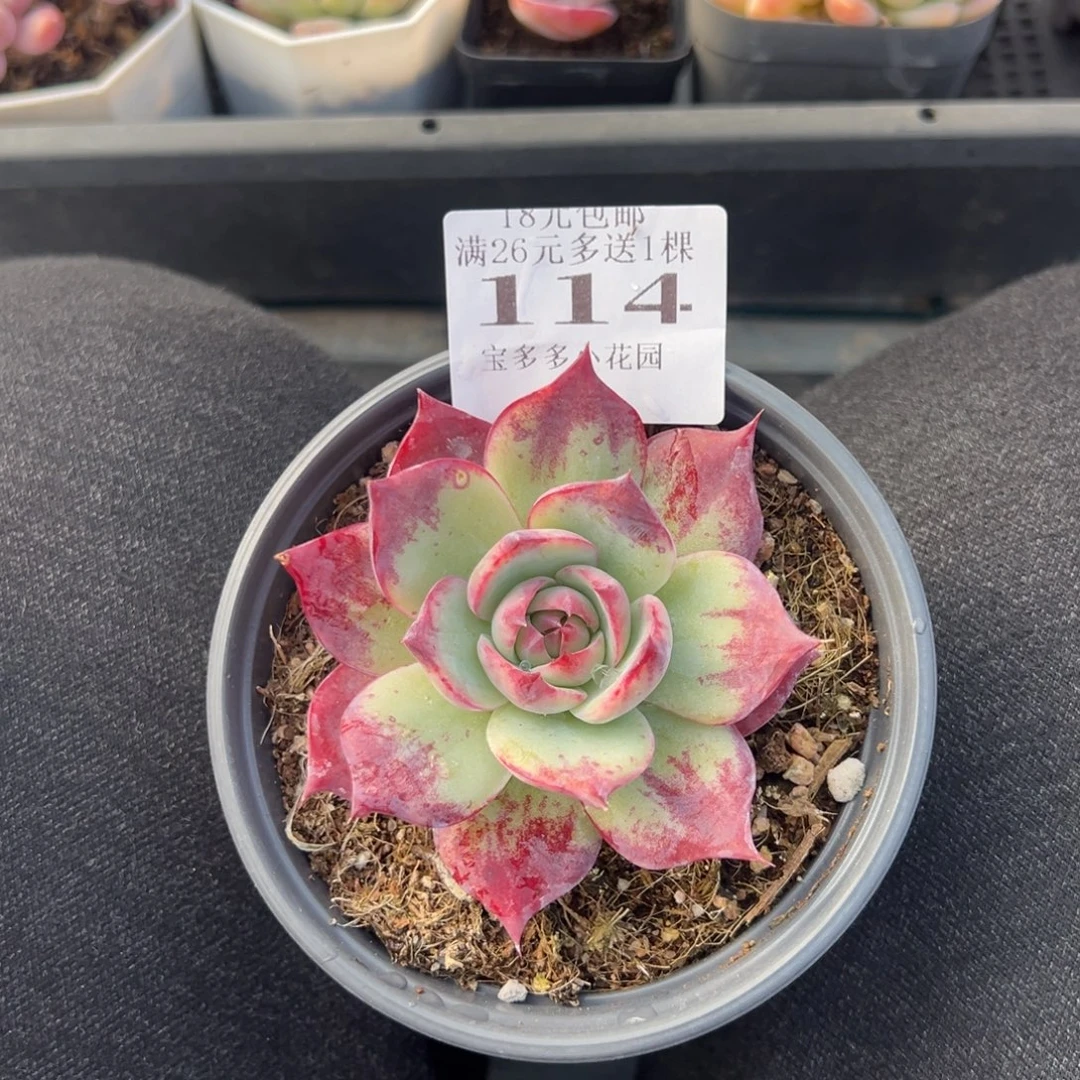 114号外翻叶拉丝惊鸿仙子一物一拍满18包邮满26送一颗多肉