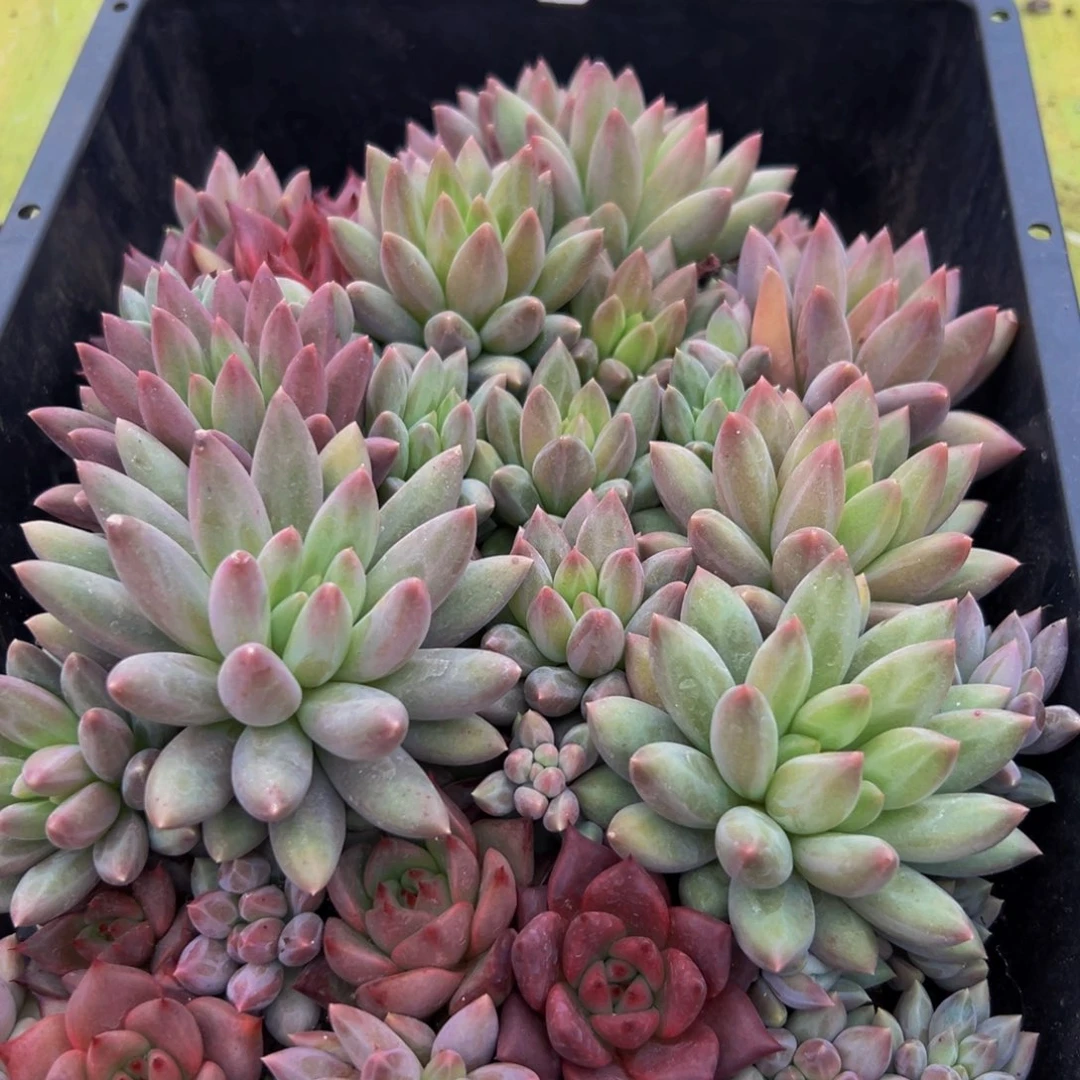 015多肉的小龙虾和小龙虾都是我的