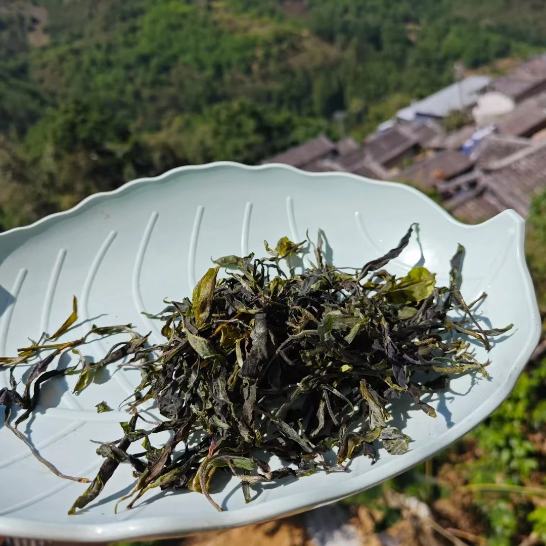 千家寨哀牢山核心区大树茶