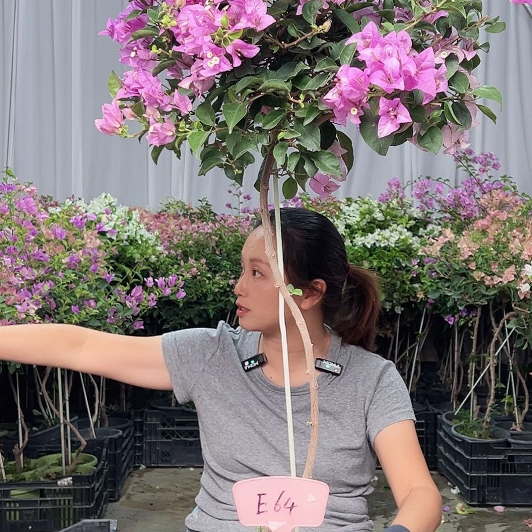 花***神当前无花栽培后可以开花E64雪紫