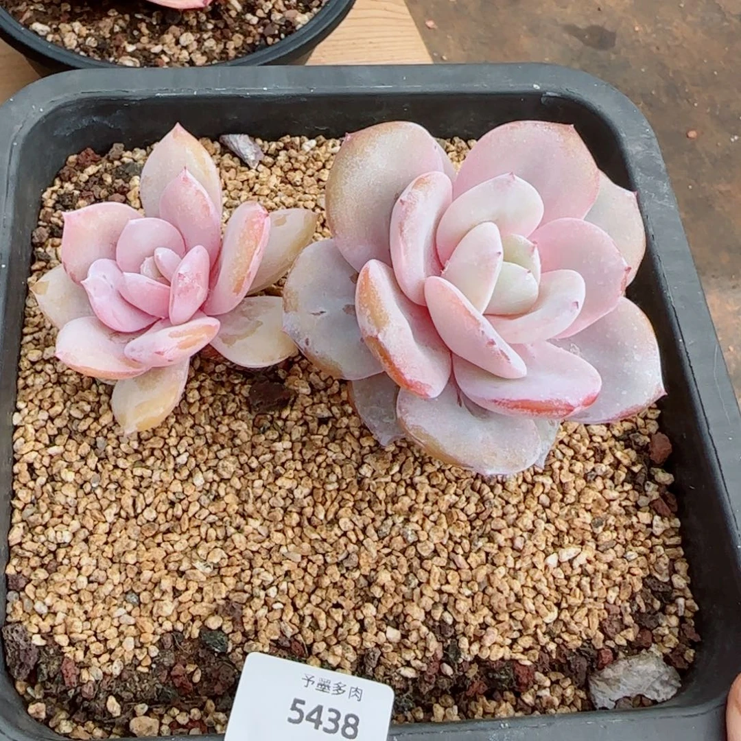 粗桩奶茶，5438多肉植物