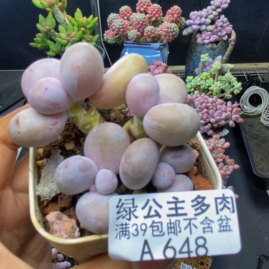 648水光针多肉5c m