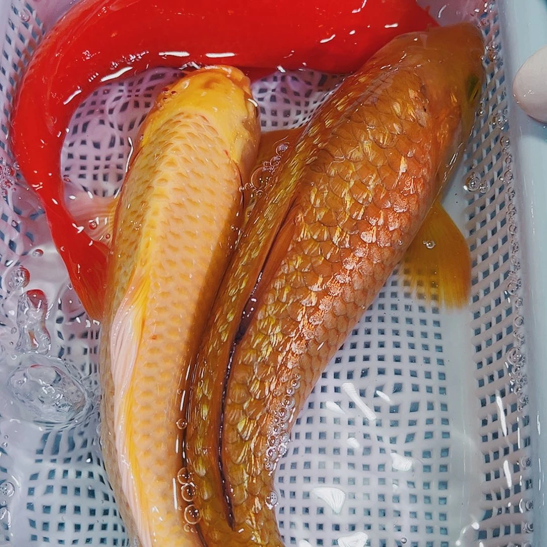 锦鲤锦鲤冷水鱼观赏