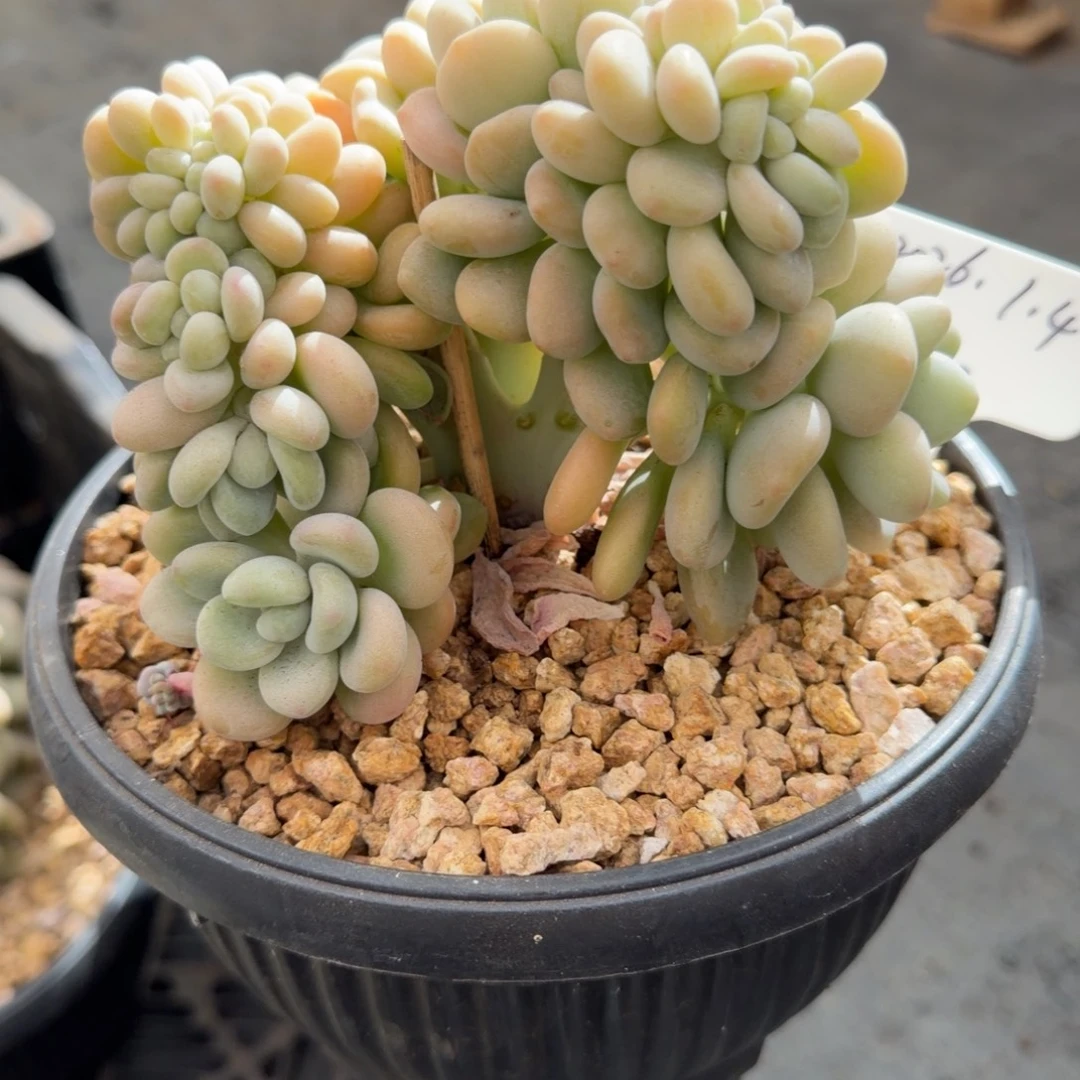 一物一拍精控洛神缀40