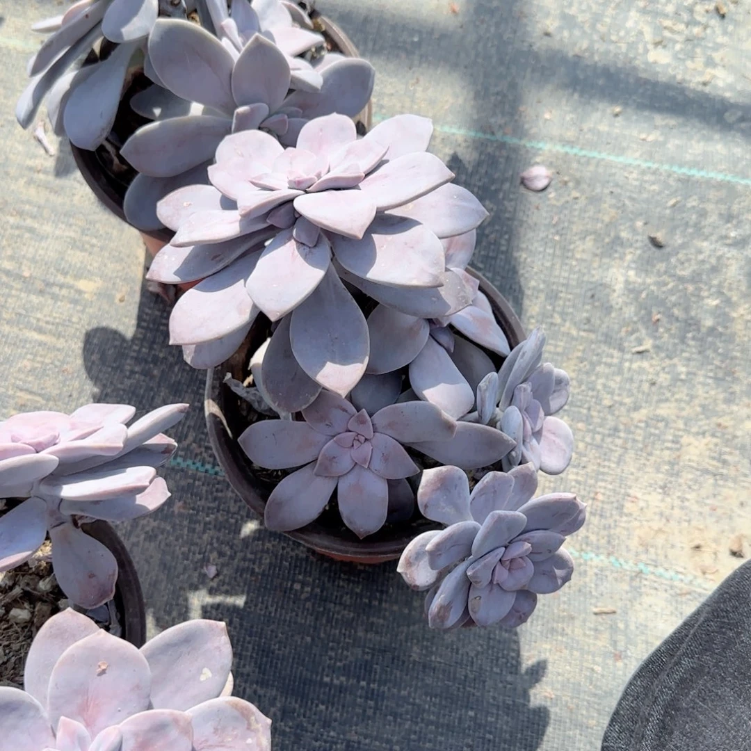 无花朵华丽风车群生