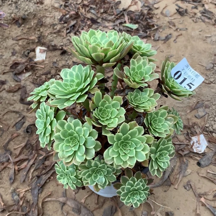 015朝霞绣球东棚