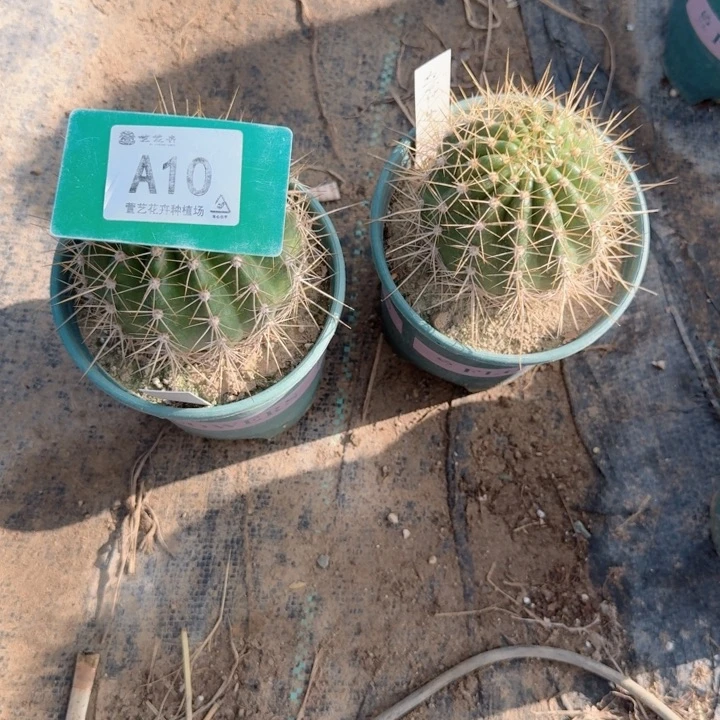 当前无花栽培后可以开花五花牛脱土发