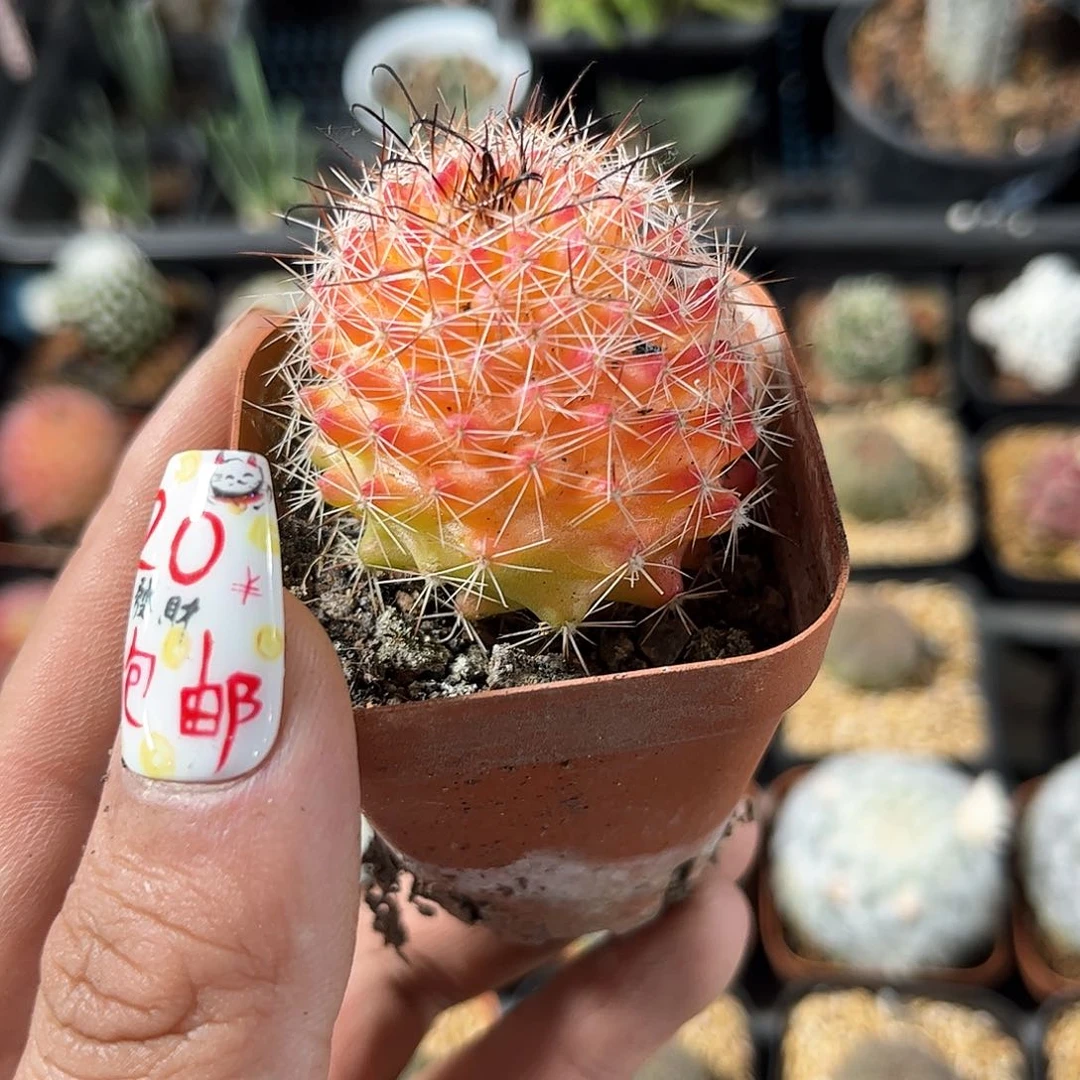 红娜丸单头发货有根发货
