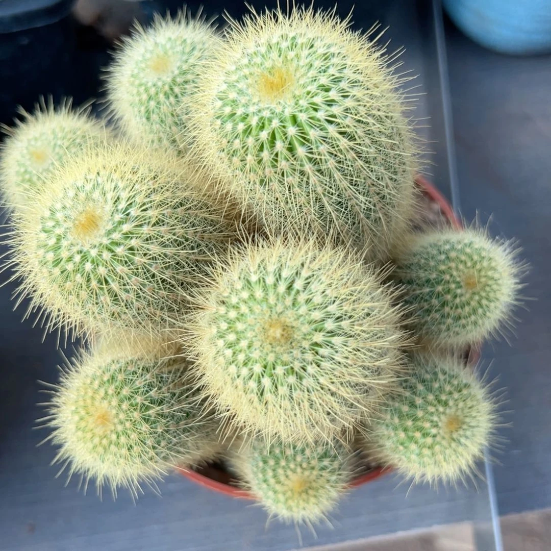 金丝猴随机一颗。