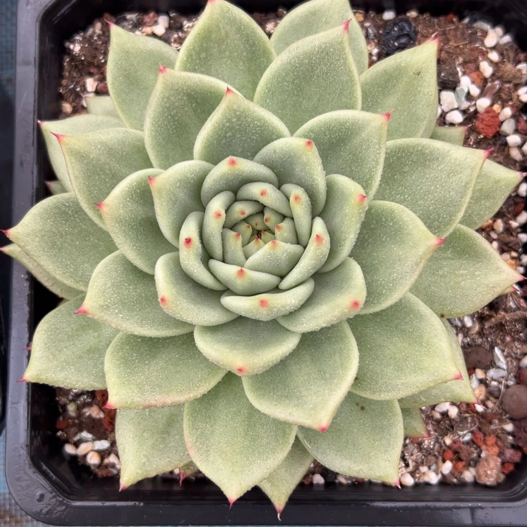 多肉植物一物一拍26