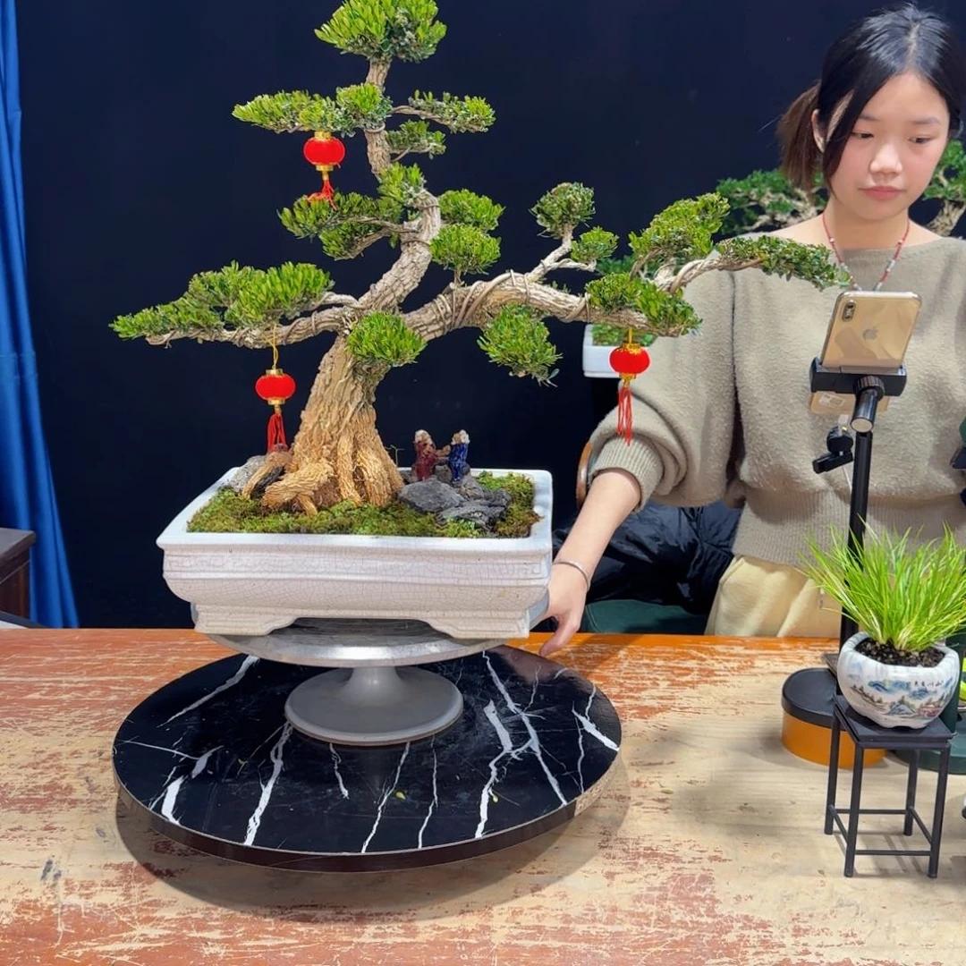 黄杨室内室外盆景艺术