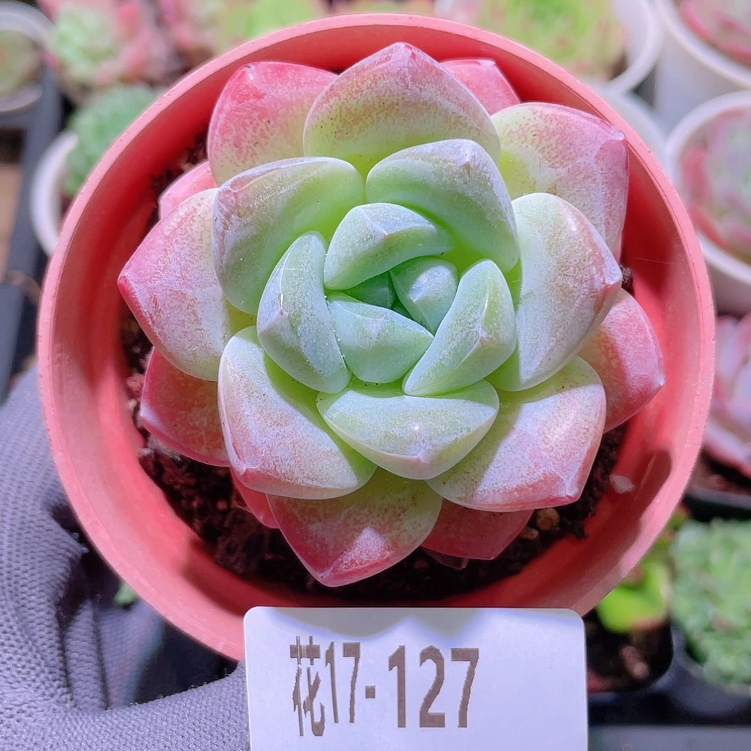 花利美17-127冰玉