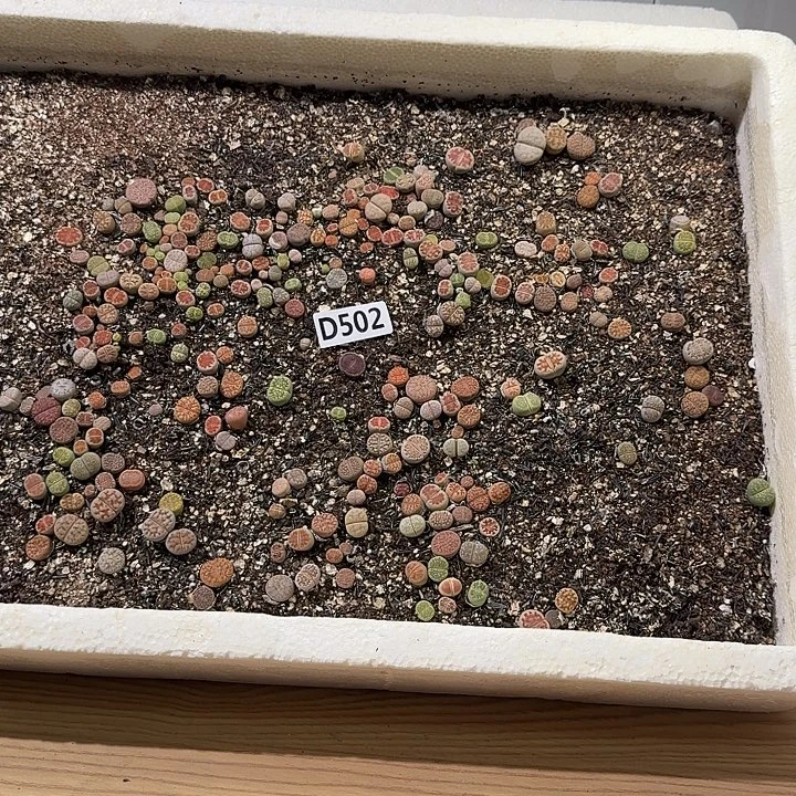 生502石花整筐脱土发货