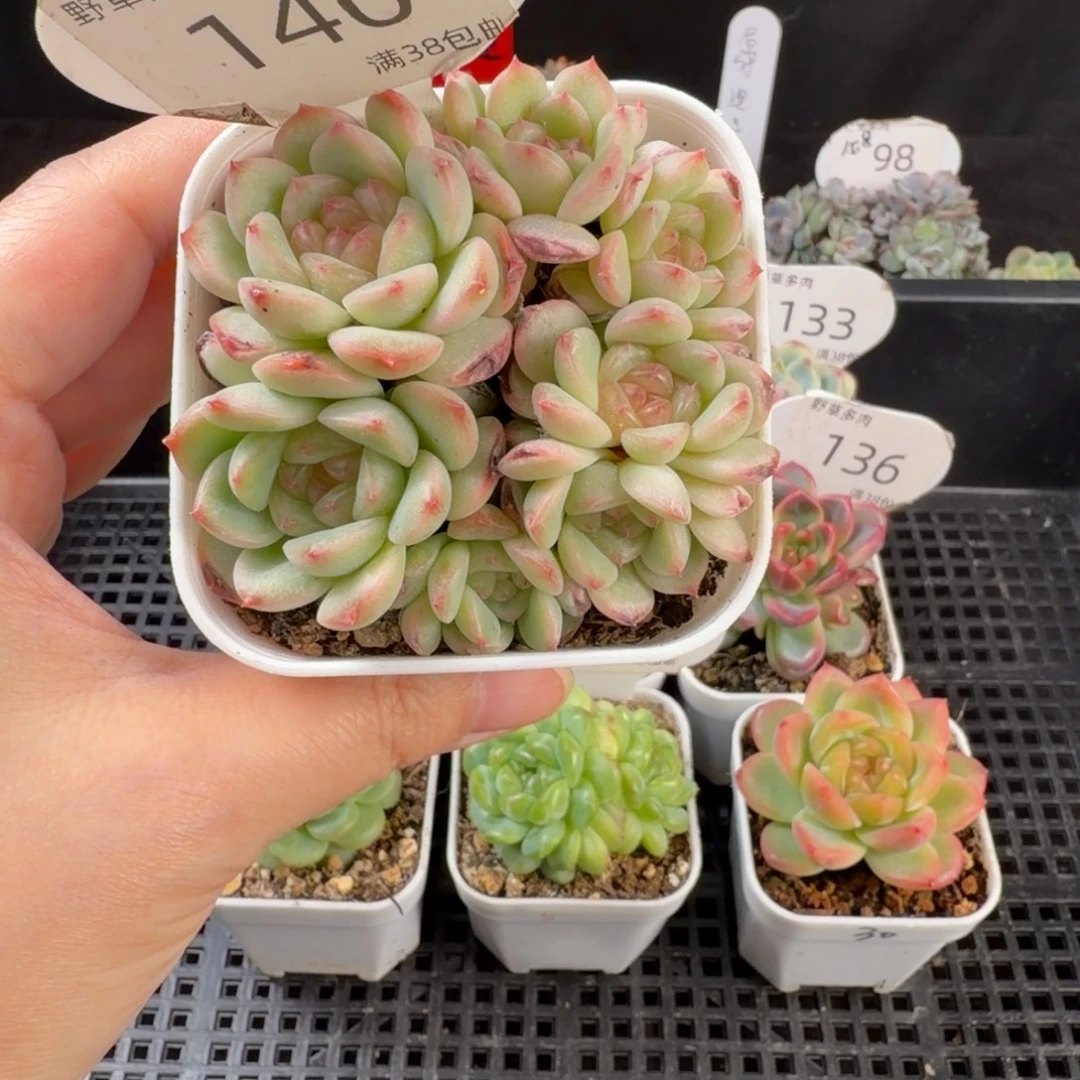 甜心a七头群140号