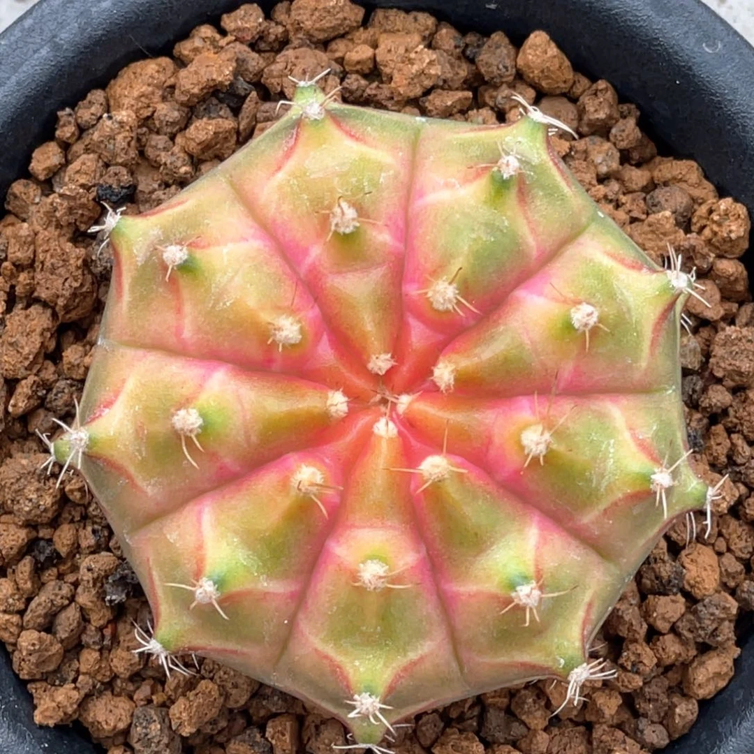 当前无花朵，栽培后可花朵橘粉轮回