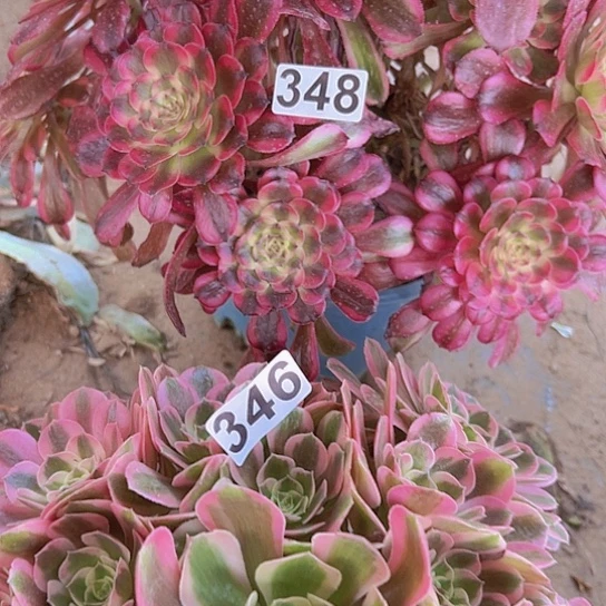 熊***舞多肉植物两个法师