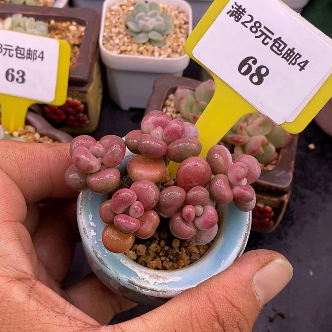 芯***.468桃蛋小老桩…………