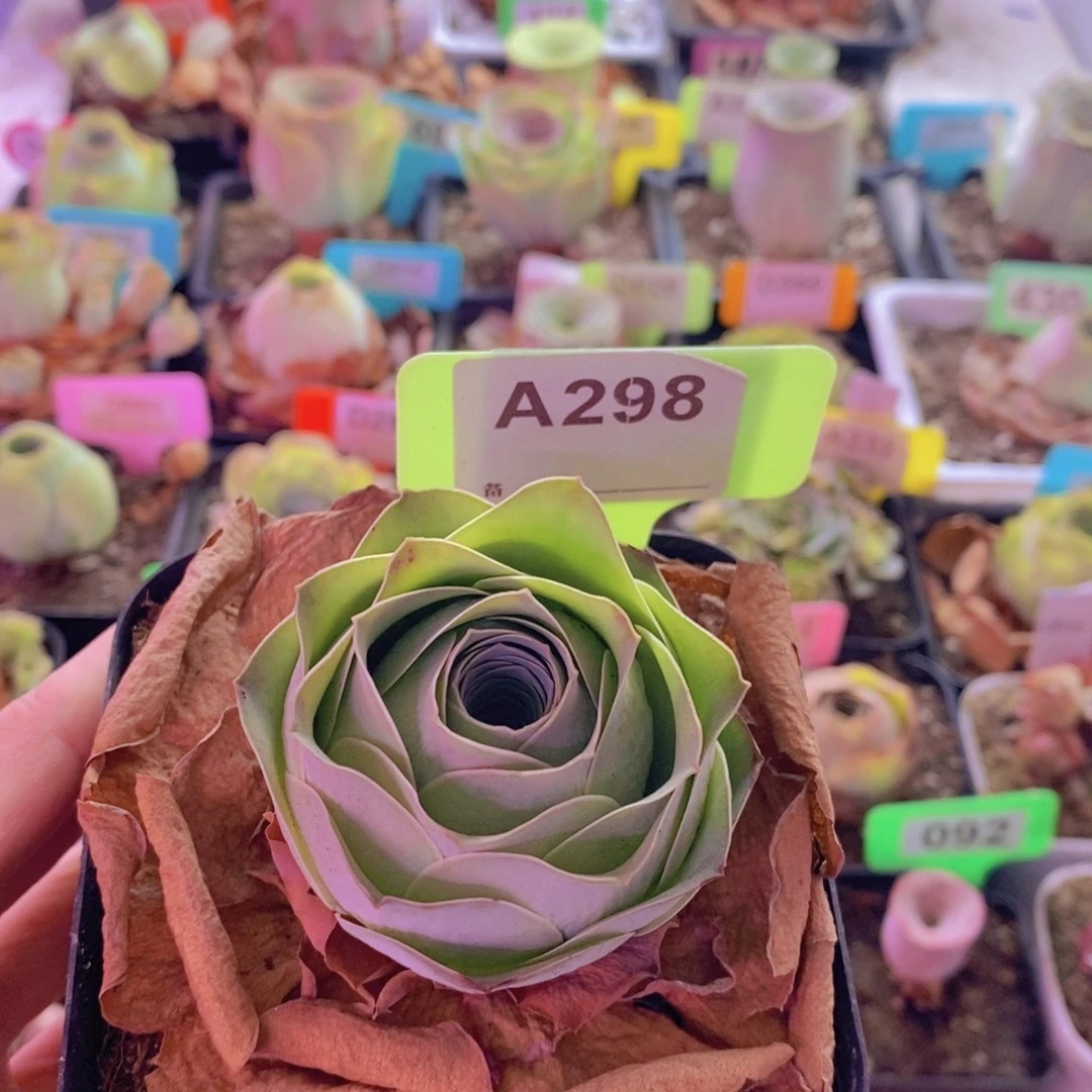 山地玫瑰一物一拍298