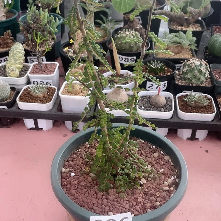 996泡泡叶没药橄榄