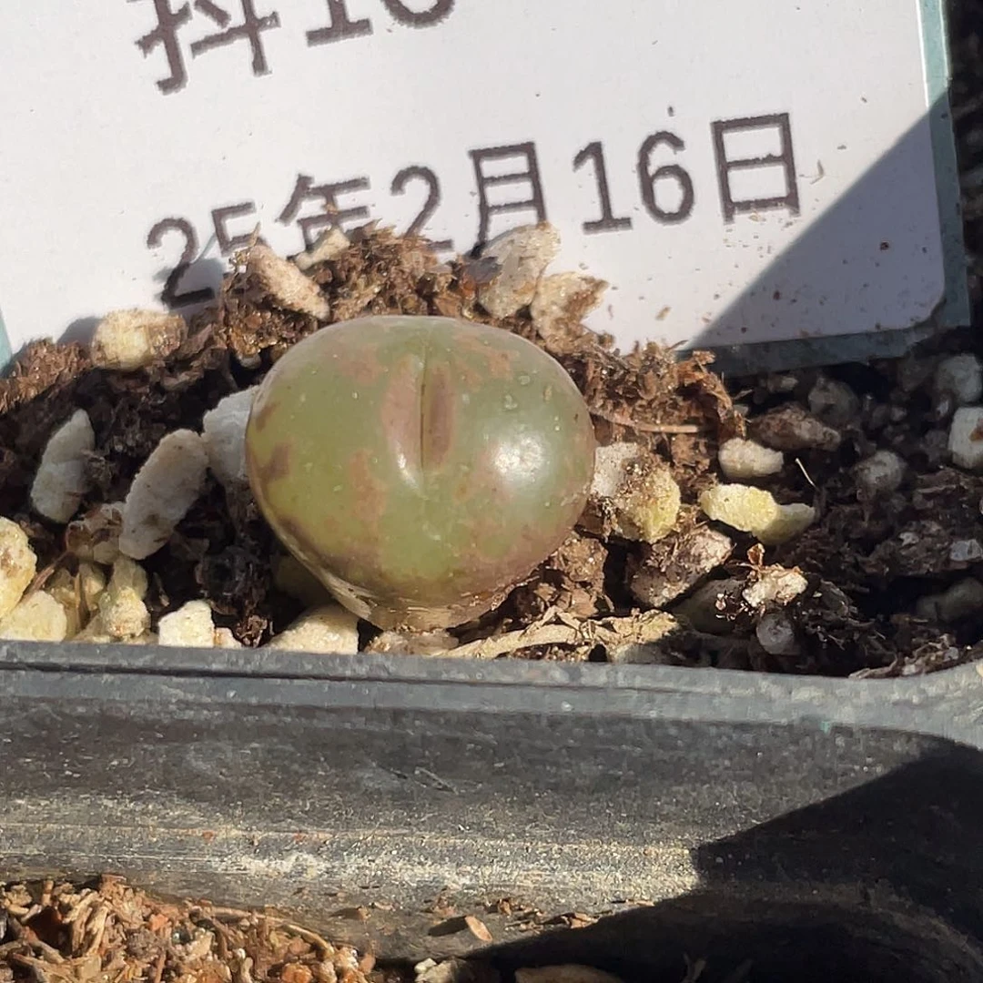 16-42勋章多肉植物