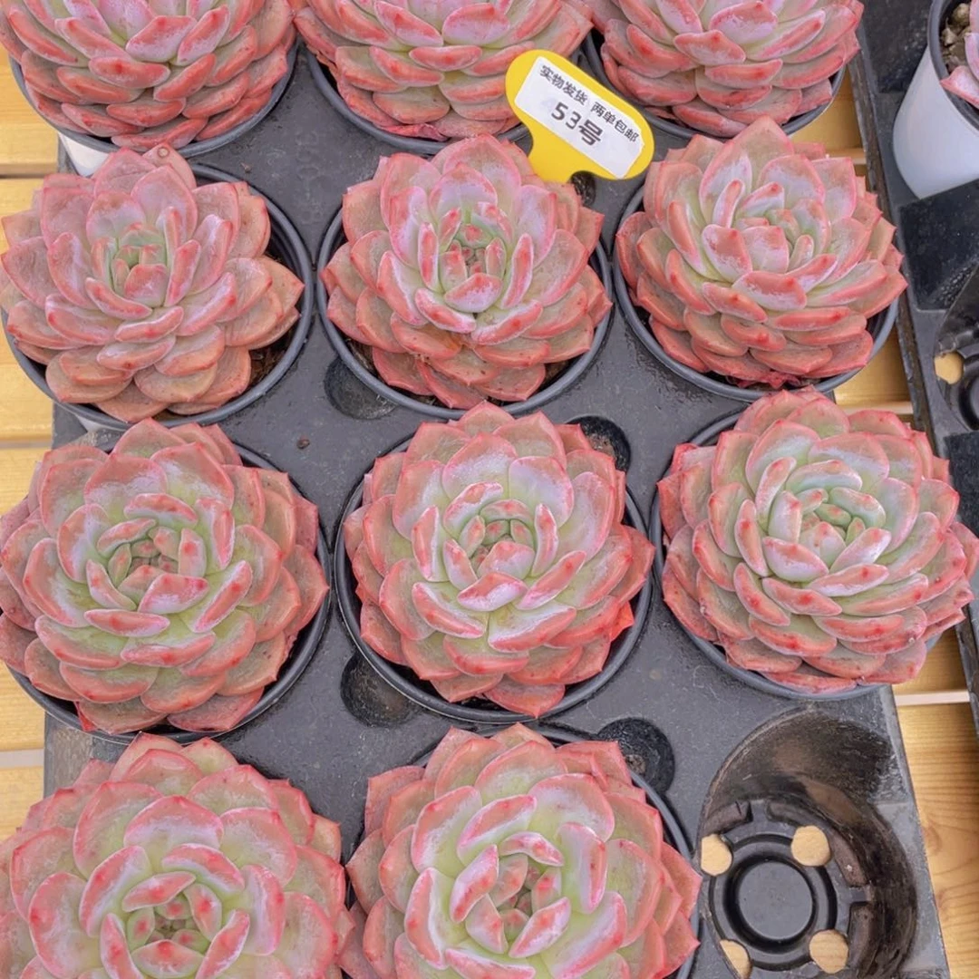 53号 凌雪大单头一个