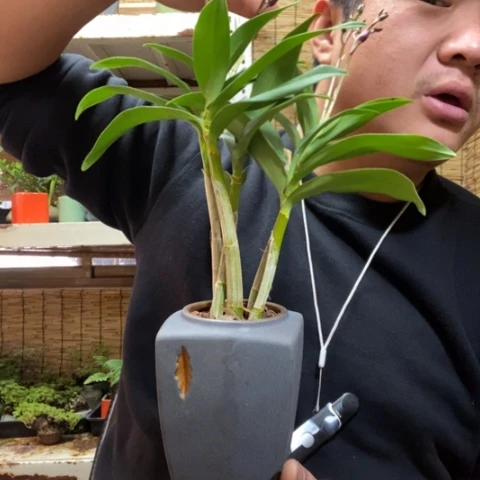 红陶一物一拍所见即所得90