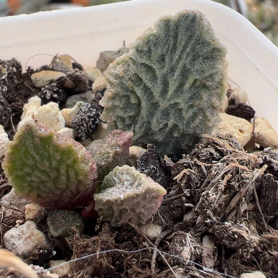 大鱼海棠带倒刺多肉植物