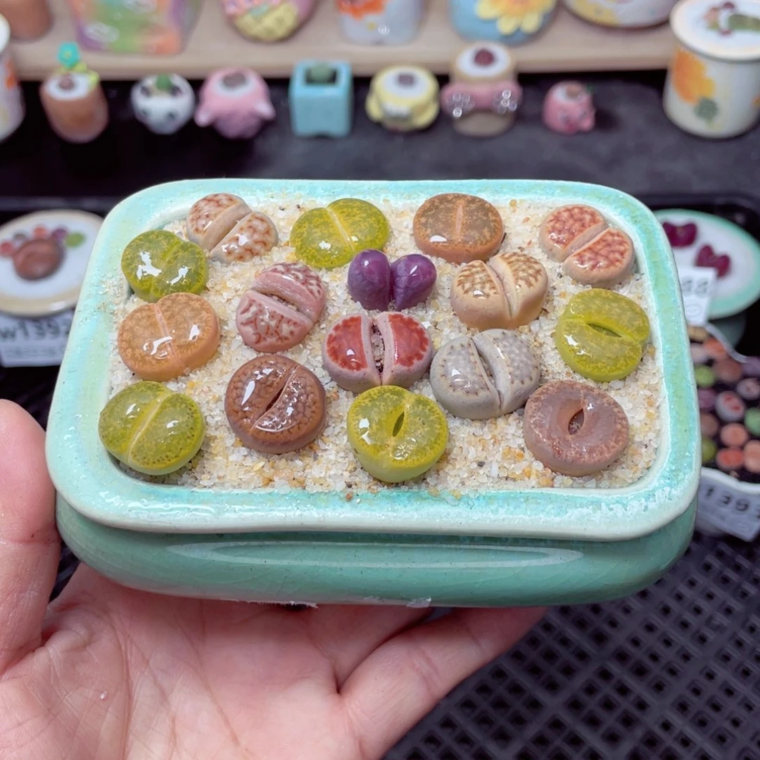 w1395 带盆土发货-零下地区拍保温箱