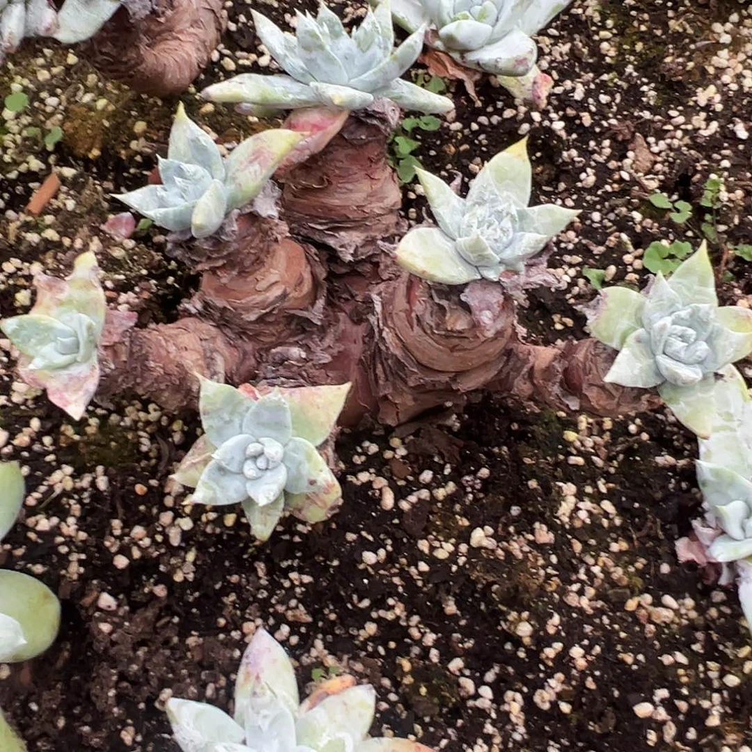 7893苹果雪山仙女杯