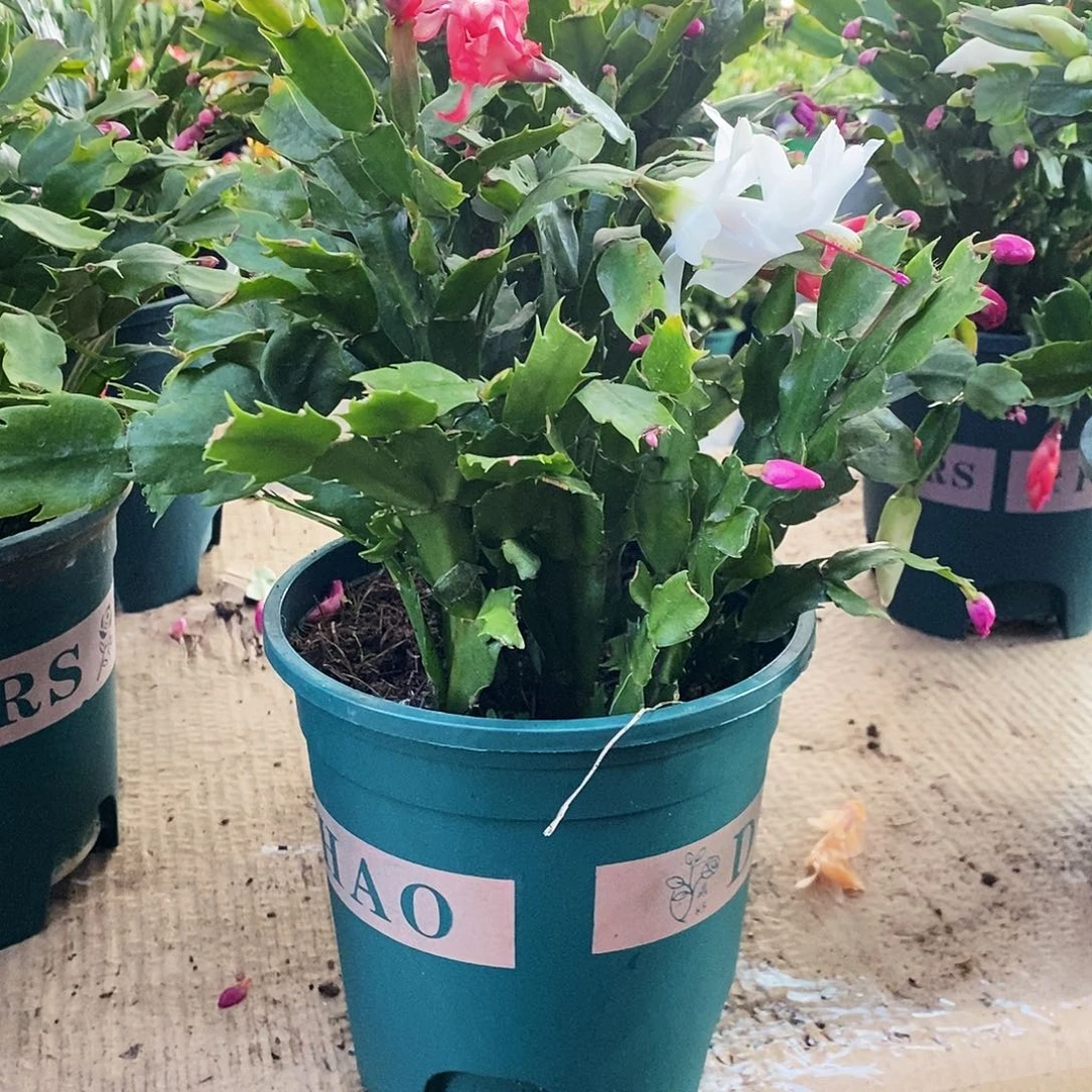 无花朵4年多色一物一拍