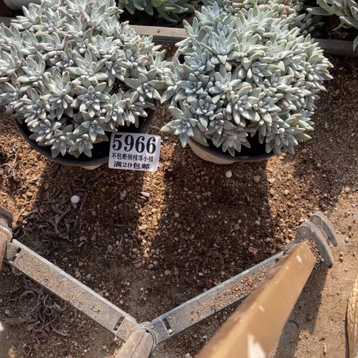 盛**华966号白菊多肉植物2颗多肉