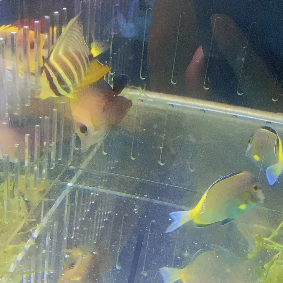 海水鱼大帆活动，16号