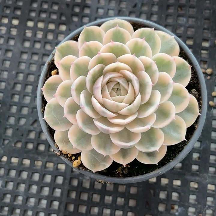 昂斯诺锦38包邮多肉
