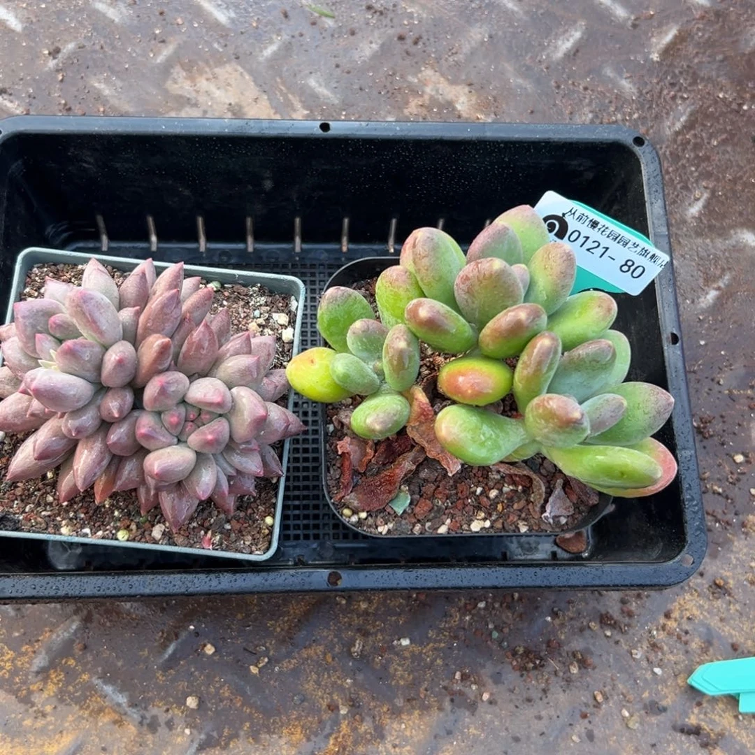 多肉编号0121-80