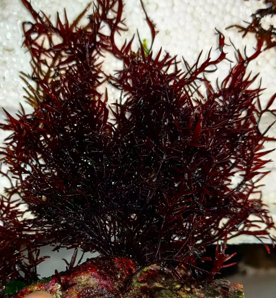 微景观红松针高等藻