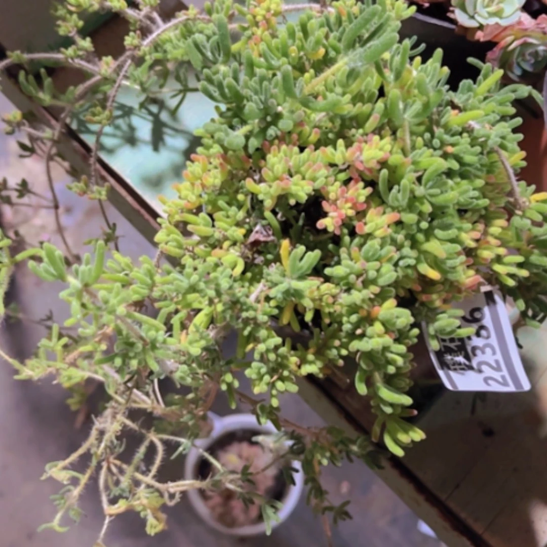 【闪购商品】枝干番杏22336