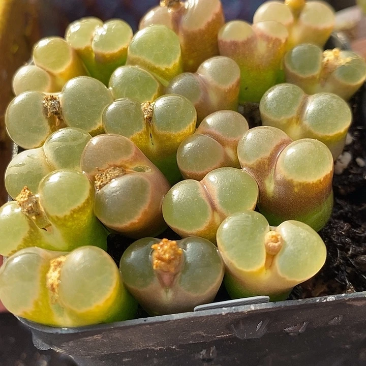 大窗磁铁风铃1颗买2送1。