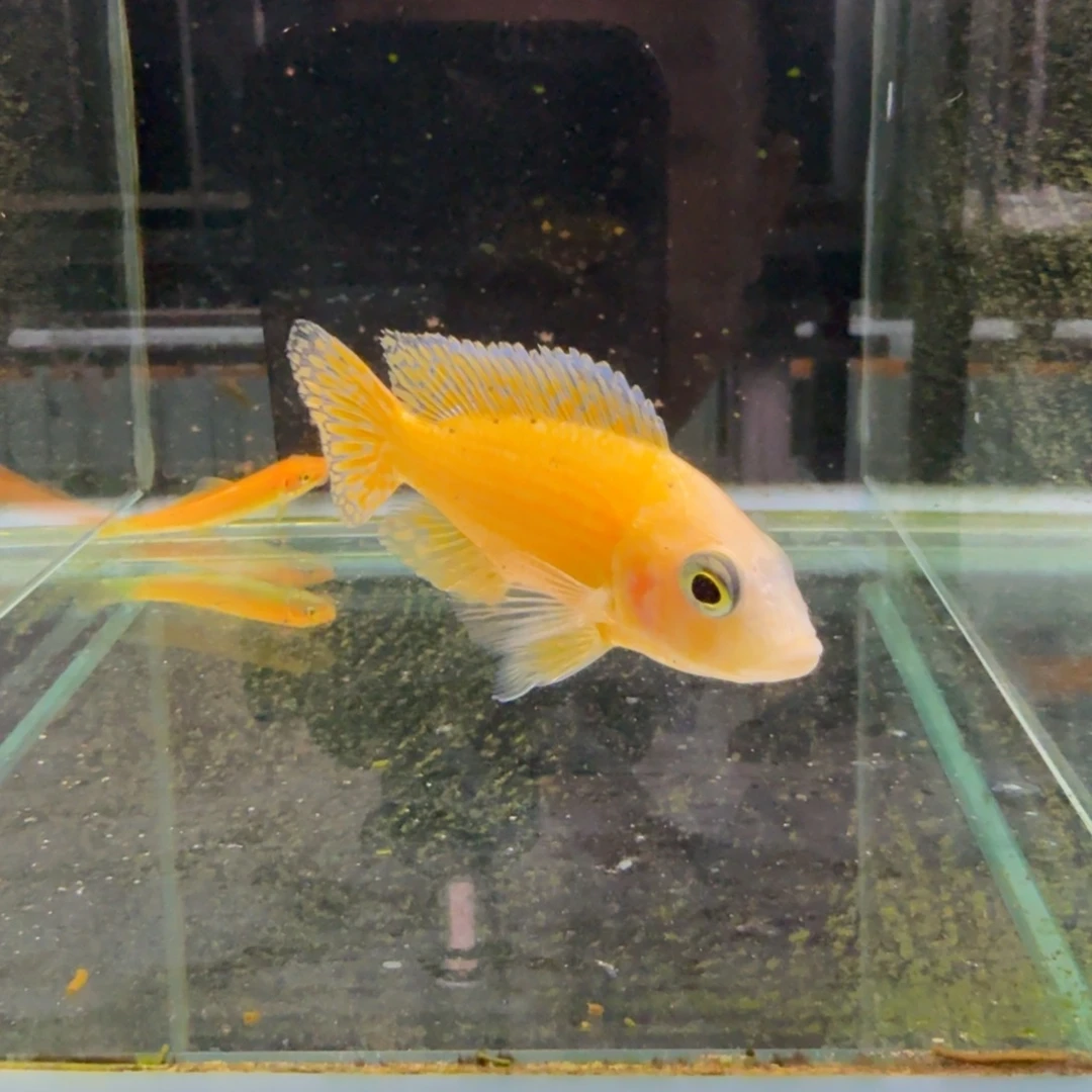 慈鲷345火焰红。