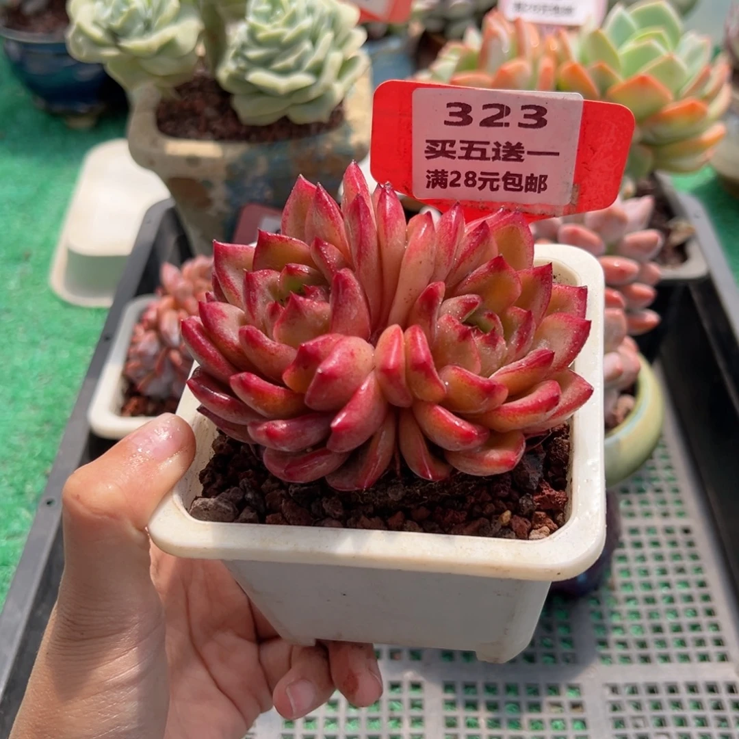 表妹精品多肉植物323: